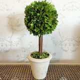 Real Preserved Boxwood Single Ball Topiary 16"