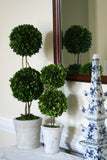 Real Preserved Boxwood Double Ball Topiary 30"